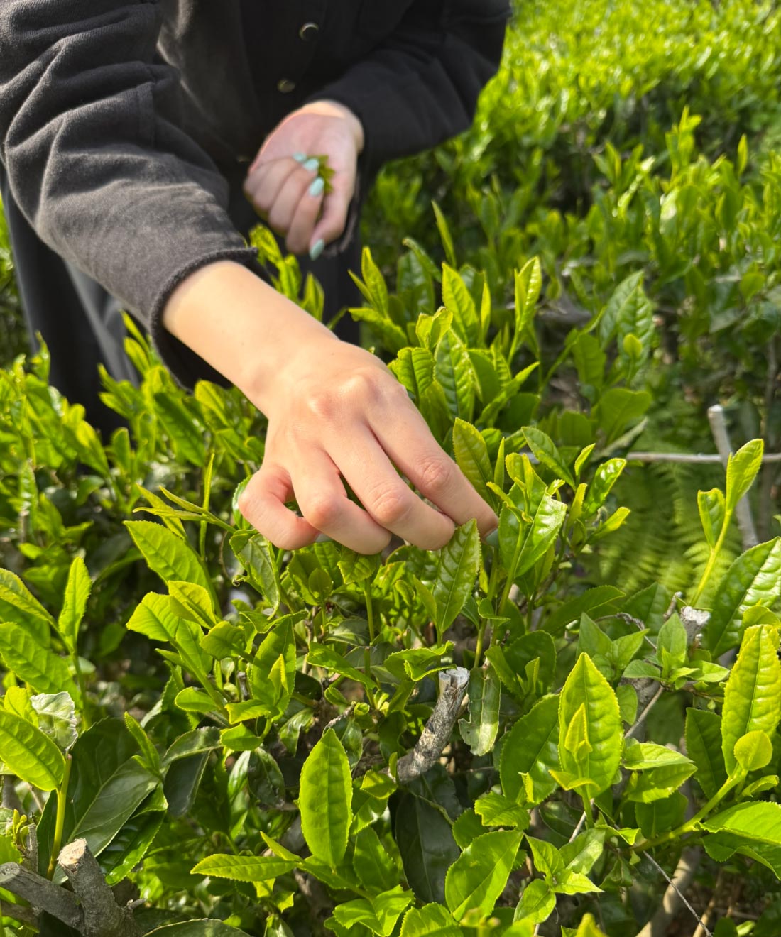 仙霊茶園