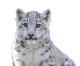 ユキヒョウ