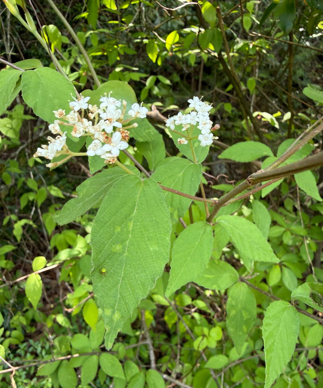 仙霊茶園