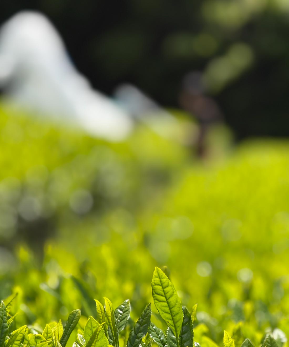 仙霊茶園