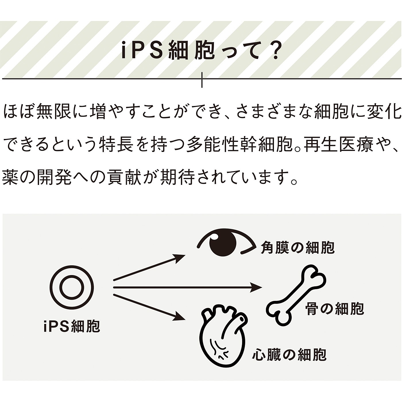 iPS細胞研究支援
